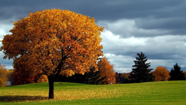 Wallpaper Yellow, Black, Green, Autumn, Trees, White, Sky, Clouds, Grass, Under, Fall