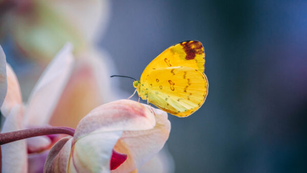 Wallpaper Black, Mobile, Pink, Petals, Yellow, Flower, Blur, Desktop, Light, Background, Tulip, Butterfly