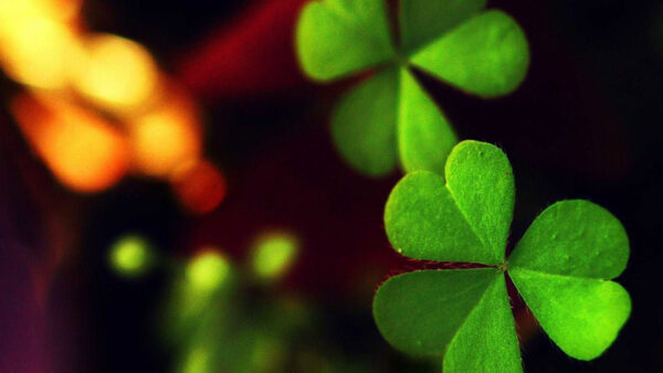 Wallpaper Leaf, Clover, Lights, Four, Bokeh, Blur, Desktop, Clovers, Background