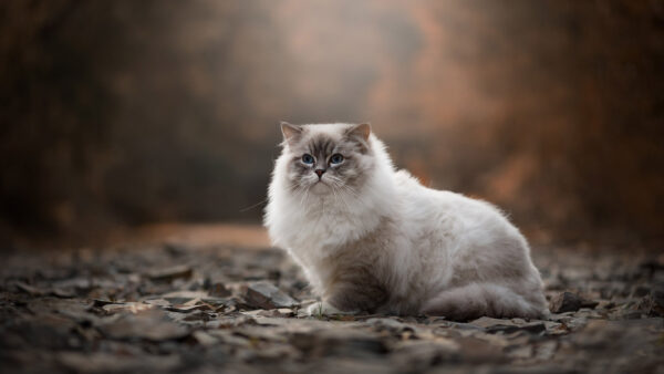 Wallpaper Fur, Dry, Blur, Black, Leaves, Light, Desktop, Sitting, White, Cat, Background, Eyes, Blue