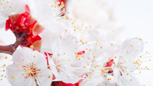 Wallpaper White, Tree, Flowers, Branches, View, Blossom, Closeup