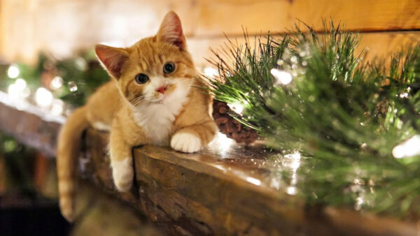 Wallpaper Table, Blur, Kitten, Cat, White, Background, Brown, Wood, Sitting