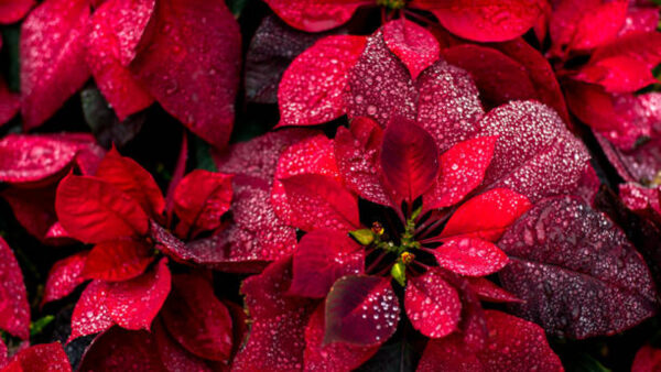 Wallpaper Water, With, Nature, Autumn, Drops, Red, Leaves