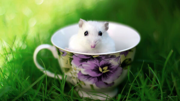 Wallpaper White, Grass, Inside, Rat, Green, Background, Cup, Blur, Funny