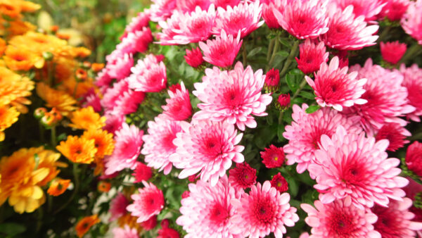 Wallpaper Mobile, Pink, Chrysanthemums, Plants, Petals, Flowers, Desktop, Yellow