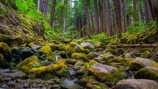 Wallpaper Rocks, Stones, Background, Fall, Forest, Covered, Algae, Green