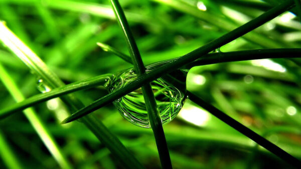 Wallpaper Water, Grass, Nature, Green, Drops, Background, Blur