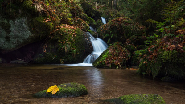 Wallpaper Forest, Background, Bushes, Stream, Between, Rocks, Water, Algae, Covered, Nature