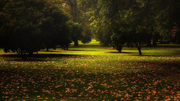 Wallpaper Field, Park, Green, Trees, Nature, Leaves, Autumn, Grass