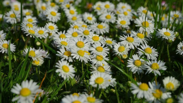 Wallpaper Yellow, Grass, Green, Flowers, Marguerite, White, Field