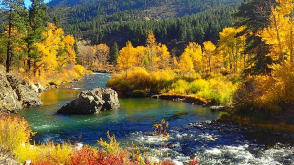 Wallpaper Trees, Yellow, Green, River, Stream, Rock, Bushes, During, Daytime, Slope, Autumn