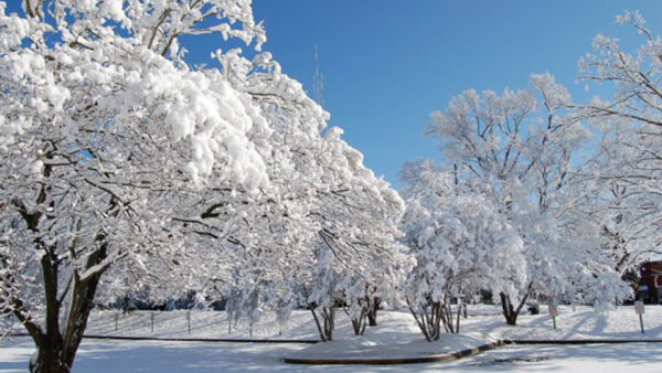 Wallpaper Leaves, Frost, Covered, Under, Blue, Branches, Trees, Winter, Sky, Snow, House