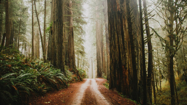 Wallpaper Trees, Between, Path, Nature, Forest, Sand, Bushes