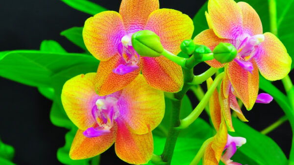 Wallpaper Green, Orchid, Background, Yellow, Leaves, Dark, Pink, Flowers