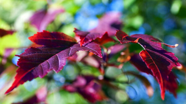 Wallpaper Tree, Lilac, Leaves, Branches, Green, Bokeh, Blur, Violet, Photography, Background