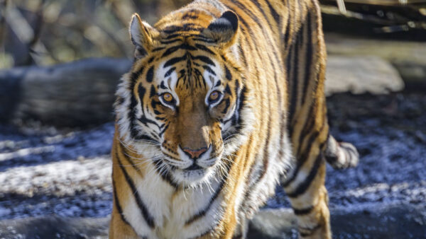 Wallpaper View, Blur, Closeup, Tiger, Look, Stare, Standing, With, Face, Background