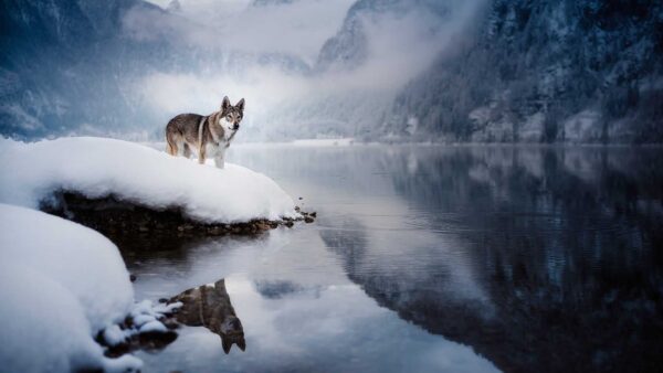 Wallpaper Standing, Wolfdog, Snow, Mountains, Covered, Background, Fog, Reflection, Lake