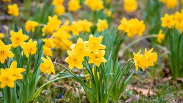 Wallpaper Mobile, Daffodils, Desktop, Flowers, Leaves, Plants, Green, Field, Petals, Yellow