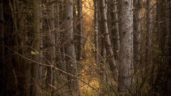 Wallpaper Forest, Trees, Bushes, Branches, Nature, Sunlight