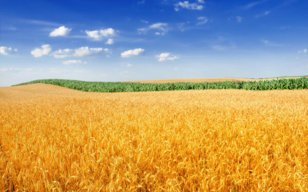 Wallpaper Field, Wheat, Golden