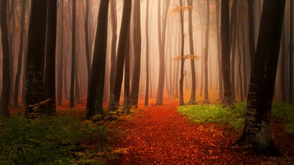 Wallpaper Misty, Autumn, Forest