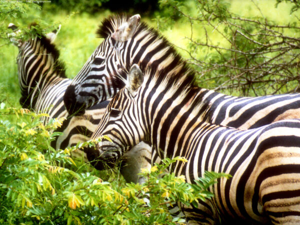 Wallpaper Zebras