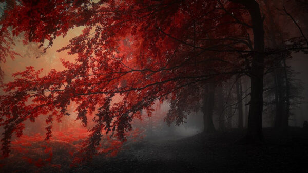 Wallpaper Forest, Aesthetic, Desktop, Red, Dark, Trees, Autumn, The