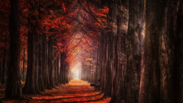 Wallpaper Path, And, Leaves, Nature, Orange, Autumn, Forest, The, Red, Mobile, Desktop, Trees