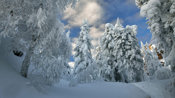 Wallpaper Snow, Covered, During, Trees, Forest, Winter, Desktop, Nature, With