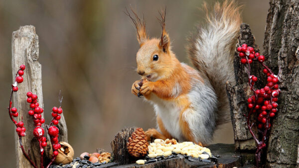 Wallpaper Squirrel, Animals, Brown, Eating, Standing, Nuts, Tree, Trunk, Desktop