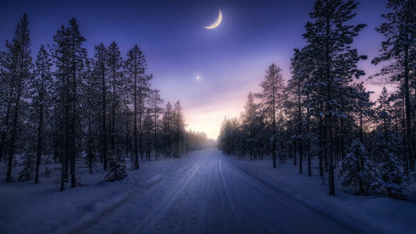 Wallpaper Snow, Sky, Star, And, With, Blue, Nature, Under, Trees, Covered, Between, Moon, Road