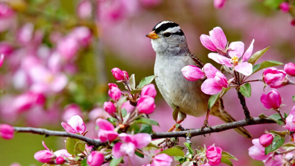 Wallpaper Flowers, Black, Blur, White, Desktop, Pink, Bird, Little, Cute, Animals, Perching, Branch, Tree, And, With, Background