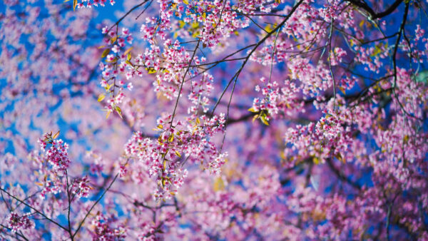 Wallpaper Pink, Spring, Sakura, Background, Desktop, Mobile, Flowers