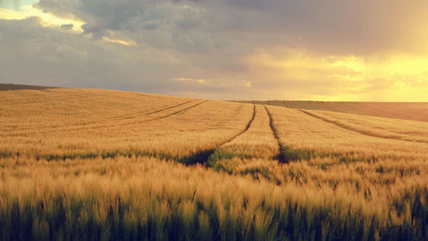 Wallpaper Field, Grass, Dry, Cloudy, Desktop, Sky, Mobile, Under, Nature