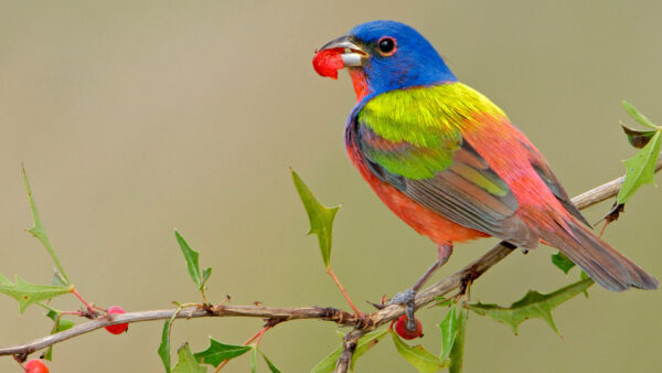 Wallpaper Peach, Bird, Berry, With, Birds, Tree, Branch, Green, Leaf, Desktop, Color, Blue, Mouth, Perching