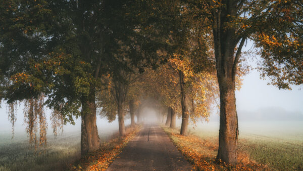 Wallpaper Fog, During, And, Season, Mobile, Road, Trees, Between, Fall, Nature, Desktop