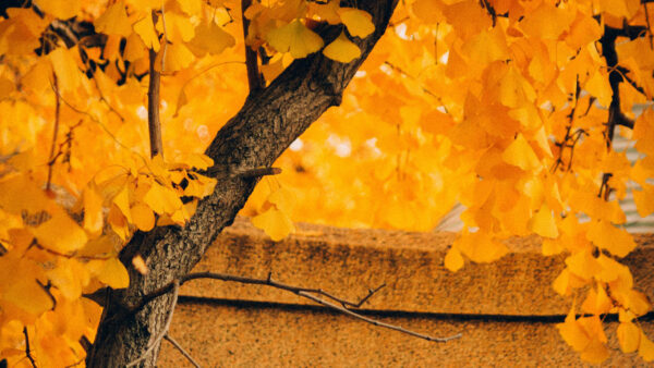 Wallpaper Autumn, Blur, Yellow, Leaves, Background, Tree, Nature, Desktop, Leafed