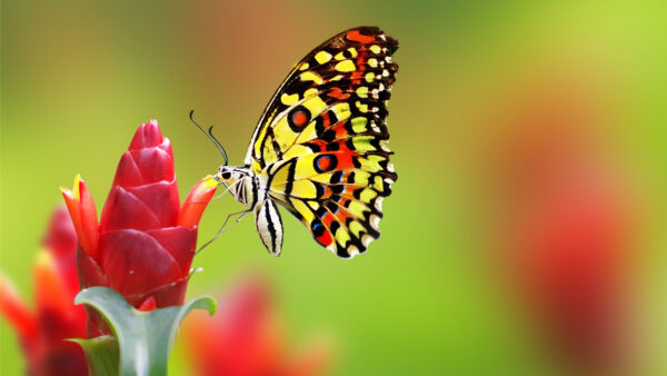 Wallpaper Desktop, Yellow, Blur, Background, Black, Dotted, Butterfly, Flower, Red, Mobile