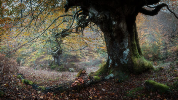 Wallpaper Nature, With, And, Falling, Tree, Mobile, Leaves, Moss, Desktop