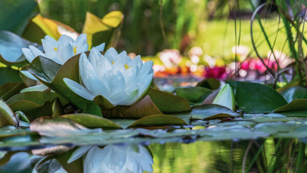 Wallpaper Spring, Lily, Desktop, Mobile, Reflection, Flower, Leaf, Nature, Water