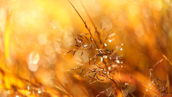 Wallpaper Shallow, Nature, Desktop, With, Twig, Macro, Background, Yellow