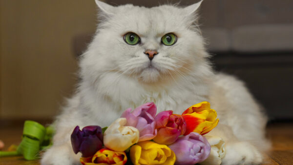 Wallpaper Mobile, Eyes, Sitting, Desktop, White, Flower, Front, Bouquet, Cat, Green