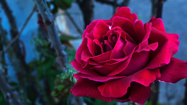 Wallpaper Background, Pink, Rose, Blue, Bud, Petals, Mobile, Desktop, Spring