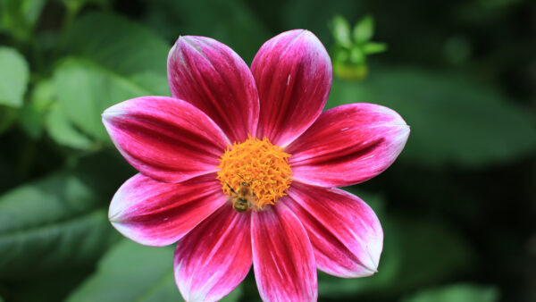 Wallpaper Leaves, Flower, Desktop, Closeup, Shallow, Green, Flowers, Background, With