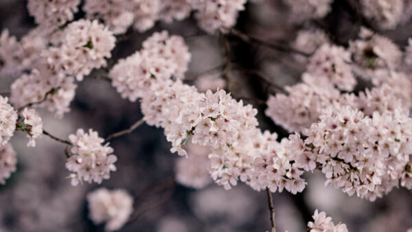 Wallpaper Desktop, Spring, Cherry, Flowers, Petals, Mobile, Pink