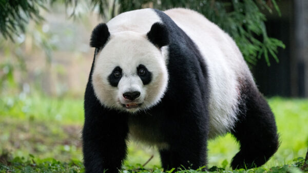 Wallpaper Panda, Big, View, Banda, Closeup
