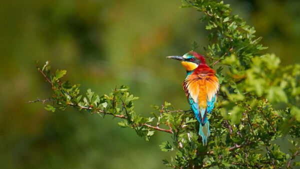 Wallpaper Sitting, Leafed, European, Branches, Bird, Birds, Tree, Colorful, Bee-Eater