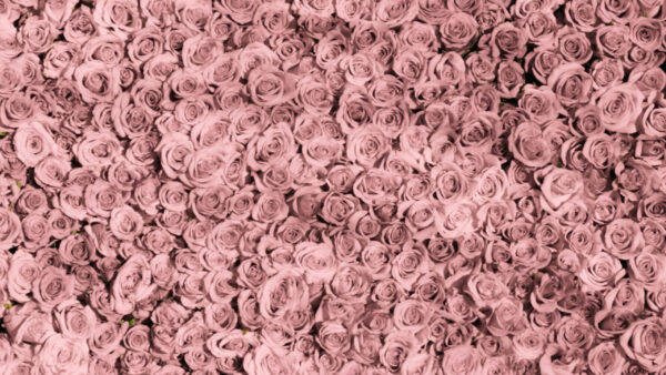Wallpaper Bunch, Rose, Flowers, Peach
