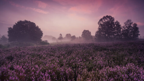 Wallpaper Desktop, During, Morning, Flower, Nature, Fog, With, Field