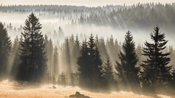 Wallpaper Winter, Forest, Fog, Fir, Desktop, And, With, Trees